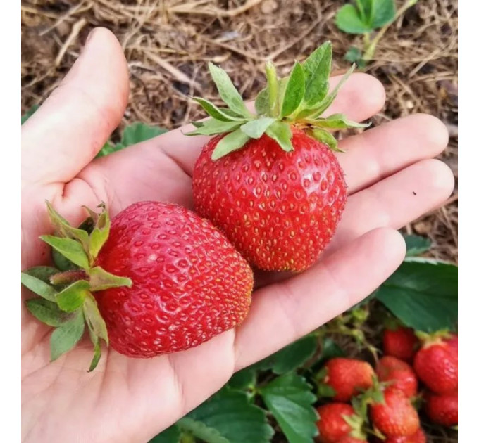 Клубника сорт Зенга Зенгана в кассете 77 ячеек