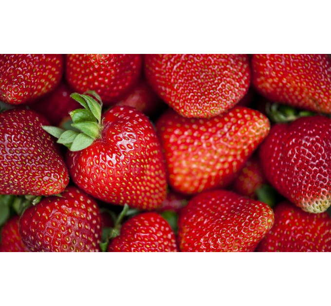 Клубника сорт Зенга Зенгана в кассете 77 ячеек