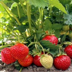 Клубника сорт Зенга Зенгана в кассете 77 ячеек