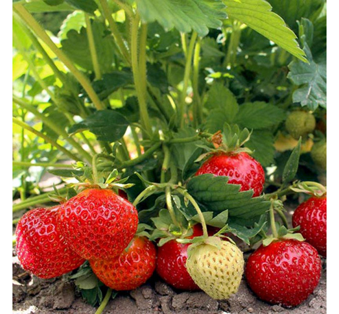 Клубника сорт Зенга Зенгана в кассете 77 ячеек