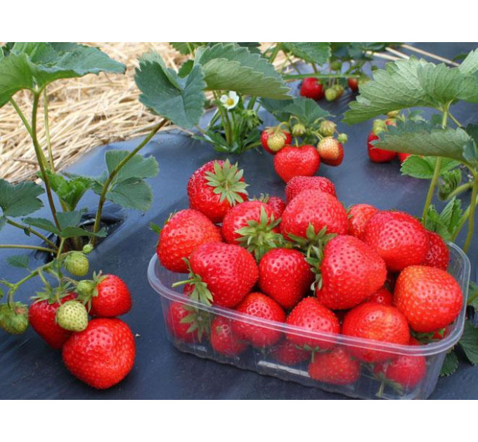 Рассада клубники Frigo сорт Элеганс, класс А (средний)