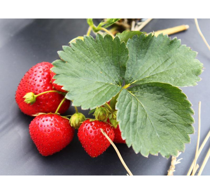 Рассада клубники Frigo сорт Элеганс, класс А (средний)