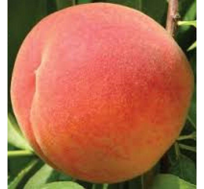 Персик средней сорт Флеминг Фьюри PF-15, подвой алыча