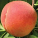 Персик средней сорт Флеминг Фьюри PF-15, подвой алыча