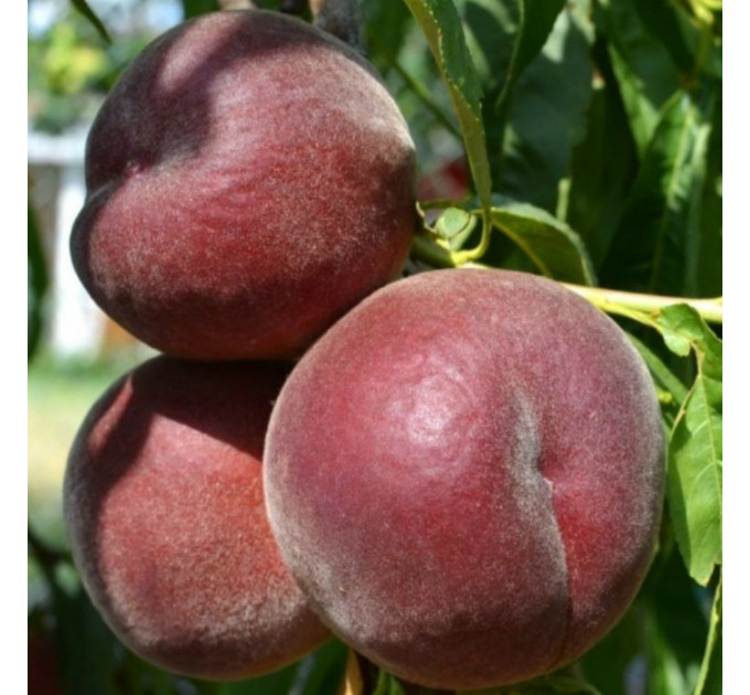 Саженцы персика сорт Роял Маджестик, подвой миндаль