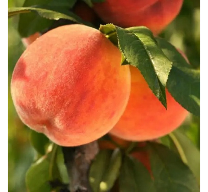 Саджанці персика сорт Кардинал (середнього терміну дозрівання)