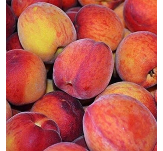Саджанці персика сорт Кардинал (середнього терміну дозрівання)