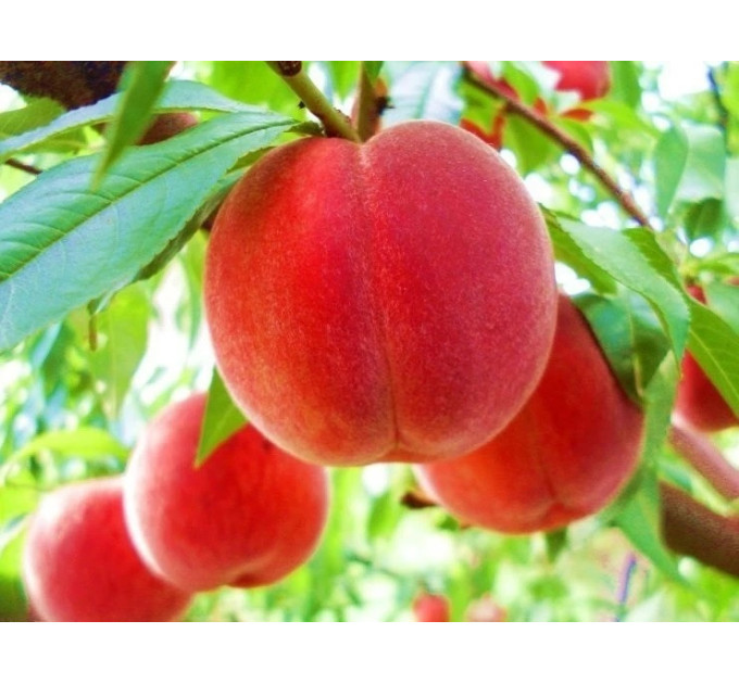 Саджанці персика сорт Кардинал (середнього терміну дозрівання)