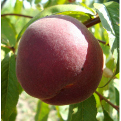 Саженцы персика среднего сорт Ред Робин, подвой миндаль