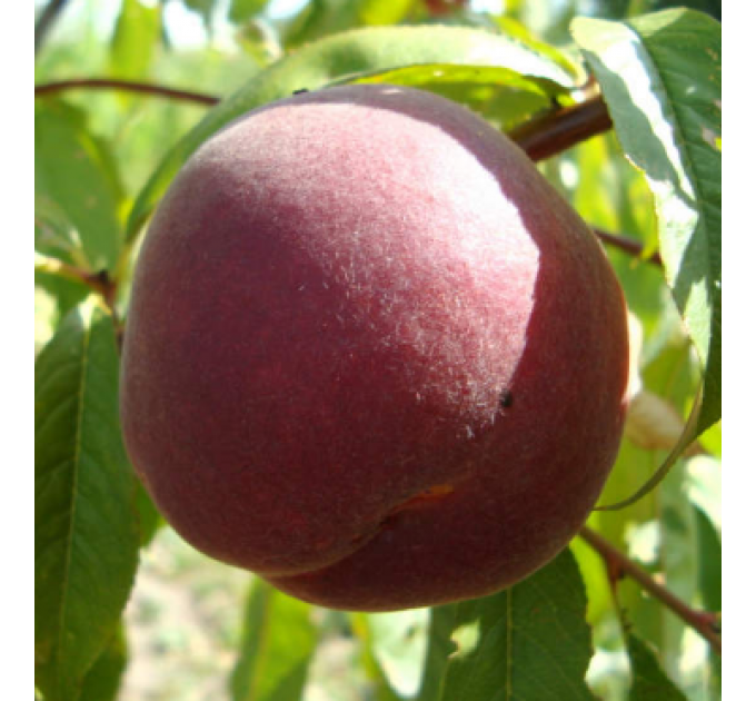 Саженцы персика среднего сорт Ред Робин, подвой миндаль