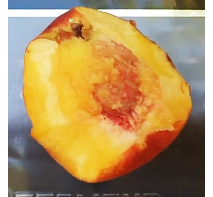 Саженцы персика сорт Мадам Десерт (средне-раннего срока созревания)