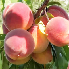Саженцы персика сорт Мадам Десерт (средне-раннего срока созревания)