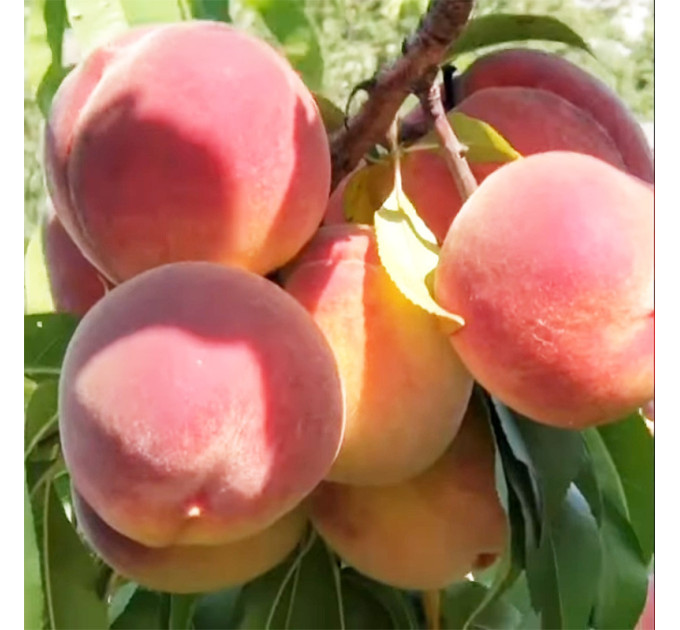 Саженцы персика сорт Мадам Десерт (средне-раннего срока созревания)