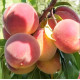 Саженцы персика сорт Мадам Десерт (средне-раннего срока созревания)
