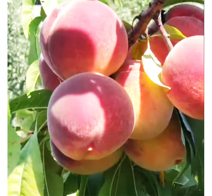Саженцы персика сорт Мадам Десерт (средне-раннего срока созревания)
