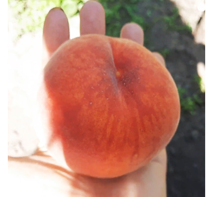 Саженцы персика сорт Мадам Десерт (средне-раннего срока созревания)