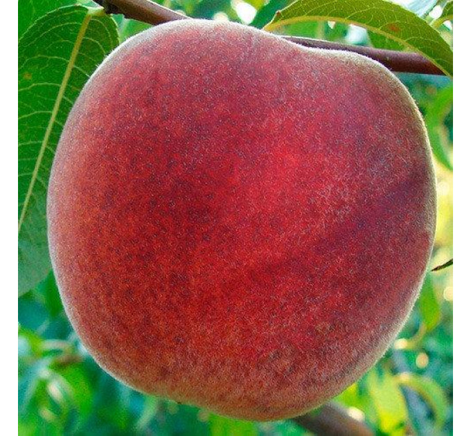 Саженцы персика среднего сорт Фрост, подвой миндаль