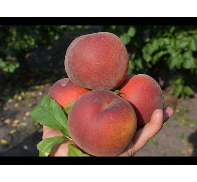 Персик сорт Роял Прайд