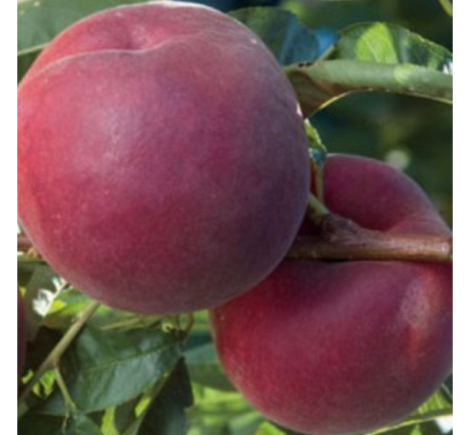 Персик сорт Роял Прайд