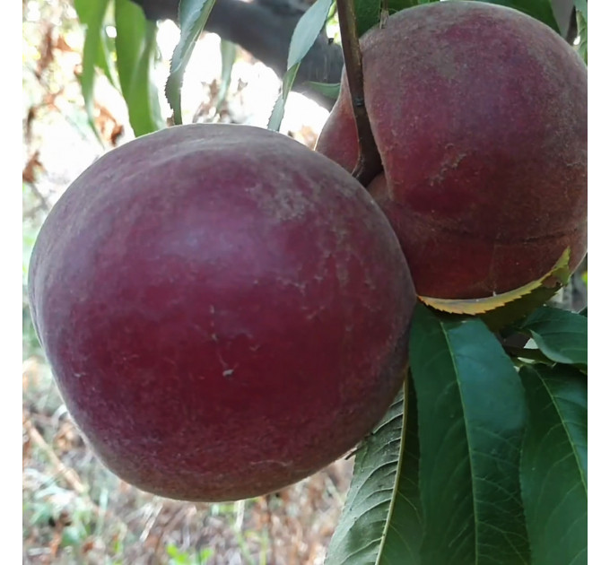 Персик сорт Роял Прайд