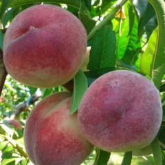 Персик средний сорт Лесостепной, подвой алыча