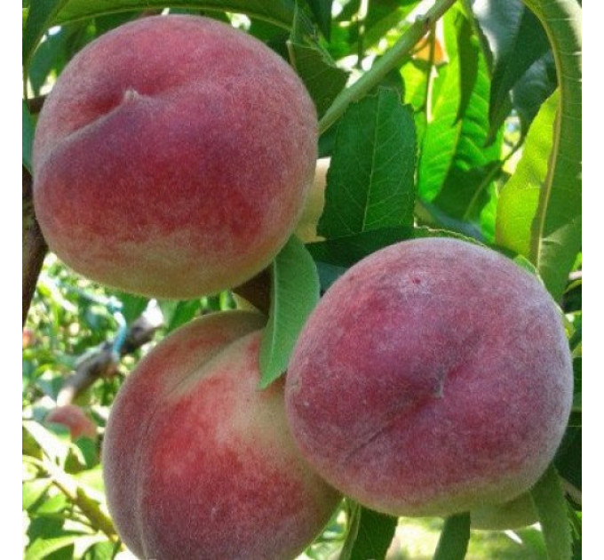 Персик средний сорт Лесостепной, подвой алыча