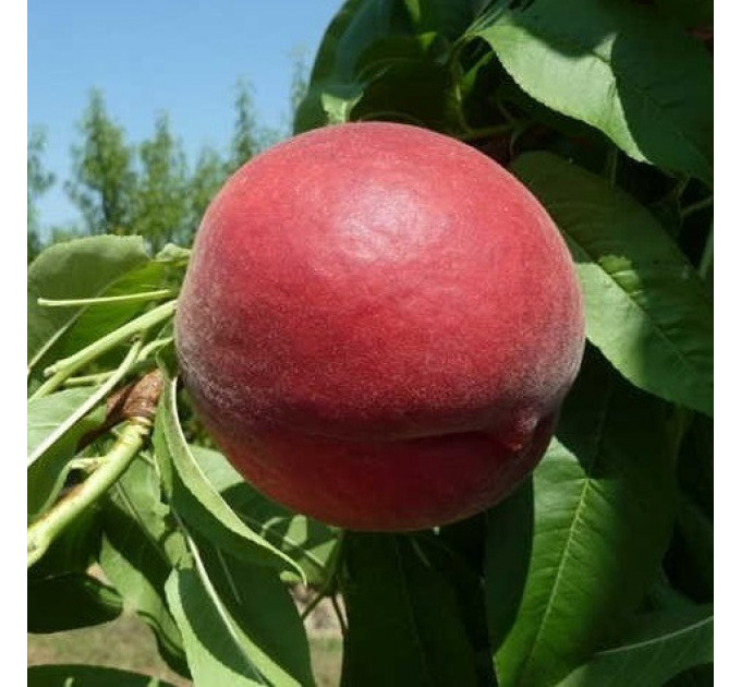 Саженцы персика среднего сорт Ред Топ, подвой миндаль