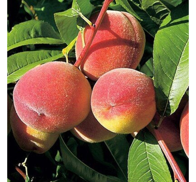 Саженцы персика среднего сорт Ред Топ, подвой миндаль