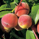 Саженцы персика среднего сорт Ред Топ, подвой миндаль