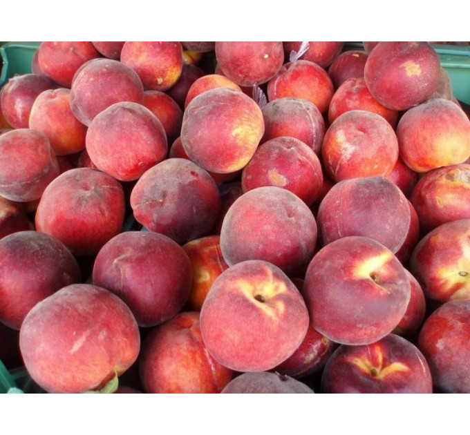 Саженцы персика среднего сорт Ред Топ, подвой миндаль