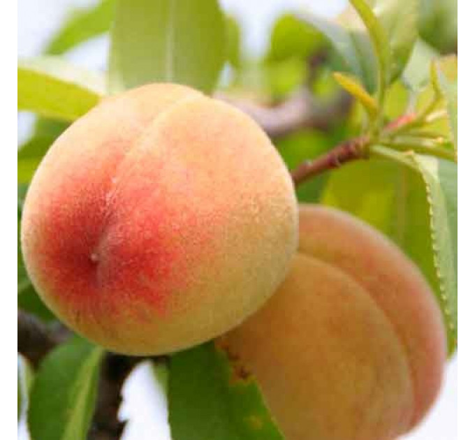 Саженцы персика среднего сорт Кросби, подвой миндаль