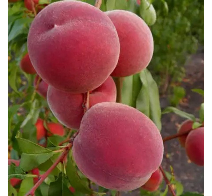 Саженцы персика среднего сорт Сенхейвен, подвой маньчжурский персик