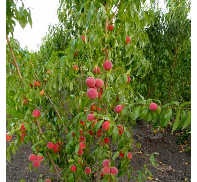 Саженцы персика среднего сорт Сенхейвен, подвой маньчжурский персик