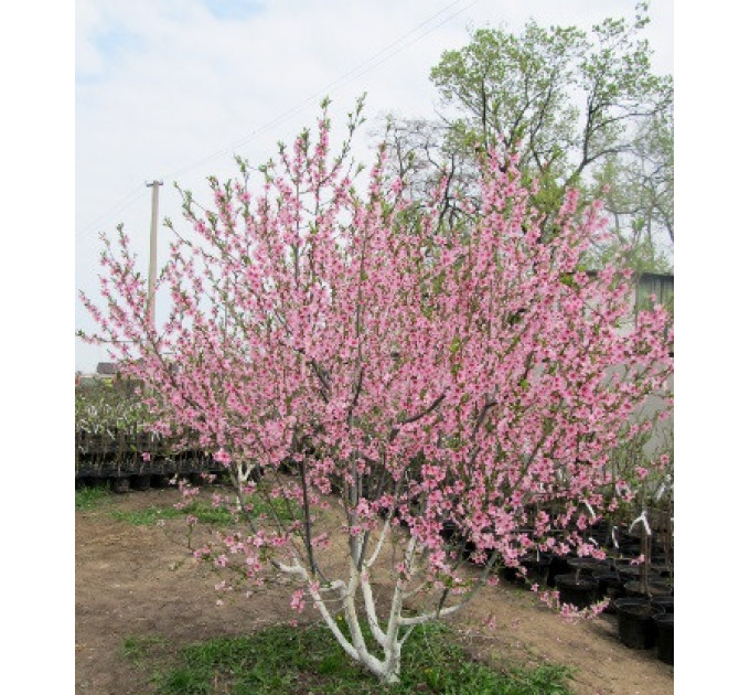 Саженцы персика среднего сорт Сенхейвен, подвой маньчжурский персик