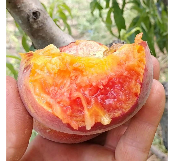 Саженцы персика сорт Харнас (раннего срока созревания)