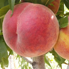 Саженцы персика сорт Харнас (раннего срока созревания)