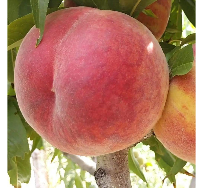 Саженцы персика сорт Харнас (раннего срока созревания)