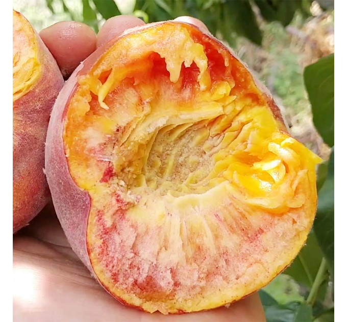 Саженцы персика сорт Харнас (раннего срока созревания)