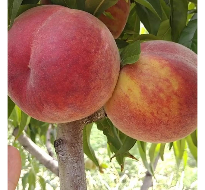 Саженцы персика сорт Харнас (раннего срока созревания)