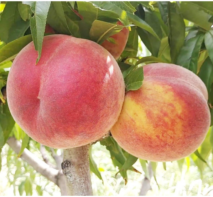 Саженцы персика сорт Харнас (раннего срока созревания)