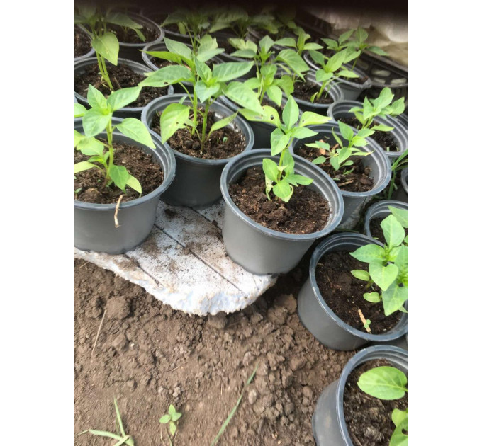 Стакан для цветов и рассады d 12, мягкий с перфорацией, UAH, 550 мл