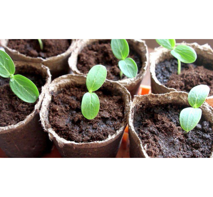 Торфяные горшочки 60*60мм