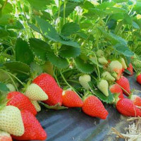 Рассада клубники сорт Брилла, кассета 54 ячейки