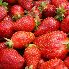 Клубника сорт Джоли в кассетах, 32 ячейки