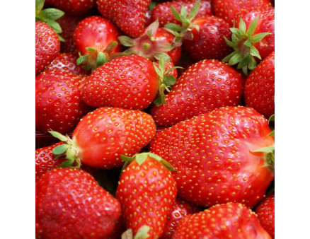 Клубника сорт Джоли в кассетах, 32 ячейки Клубника сорт Джоли в кассетах, 32 ячейки