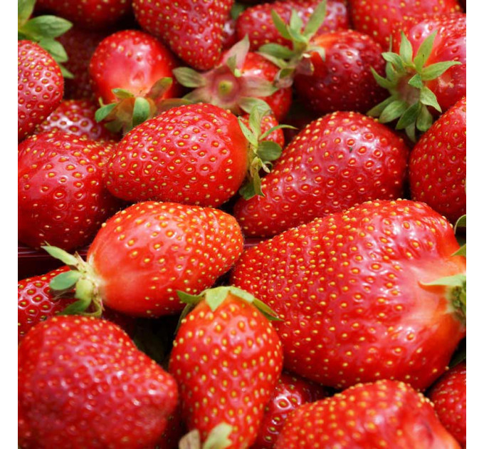 Клубника сорт Джоли в кассетах, 32 ячейки