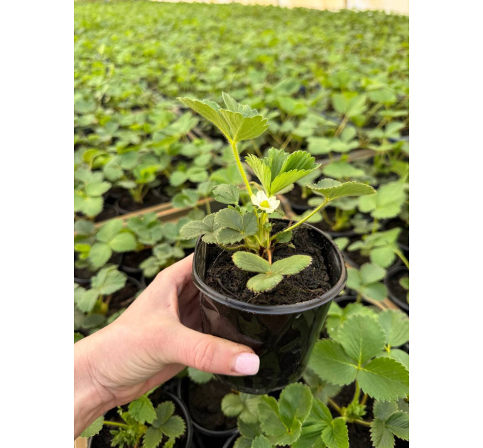 Полуниця сорт Кабрилло, конт. P9