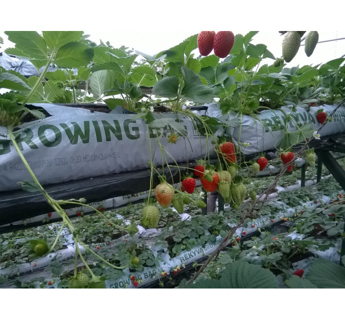 Торф'яний субстрат GROWING BAG pH 5.5-6.5, 45 л