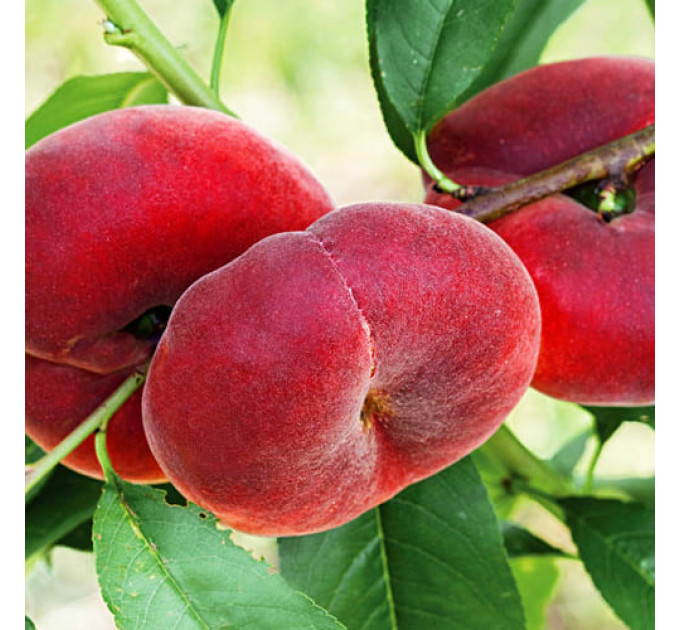 Инжирный Персик сорт Сатурн