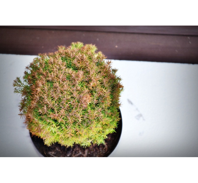 Туя западная Тедди "Teddy" (C2)